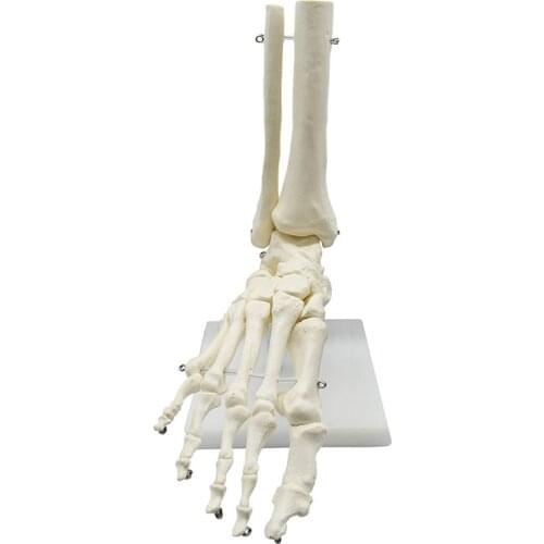 1:1 Lifesize Human Foot Skeleton Anatomy Model Medical Science Teaching Resources Dropshipping