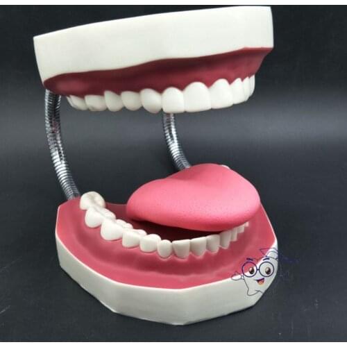 Dental Brushing Model with Tongue and Giant Denture Oral Care Teaching Study Brushing Tooth Model Tools