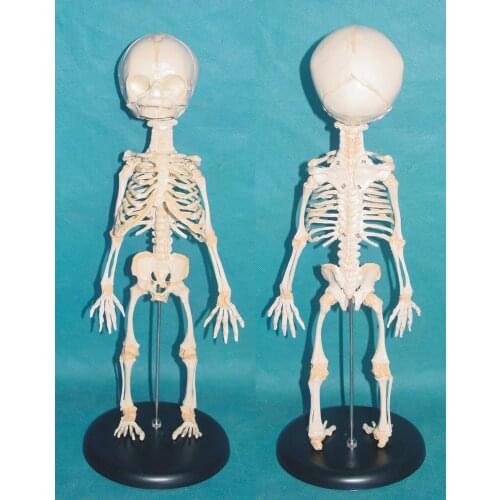 Human New Born One Head Baby Anatomy Skull Skeleton Anatomical Brain Anatomy Education Model Anatomical Study Display Model 35cm
