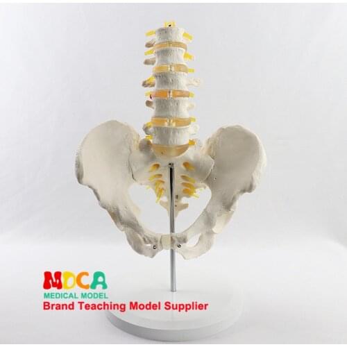 Simulated lumbar vertebrae pelvic belt five lumbar model spine spine medical pelvis medical teaching MGP006