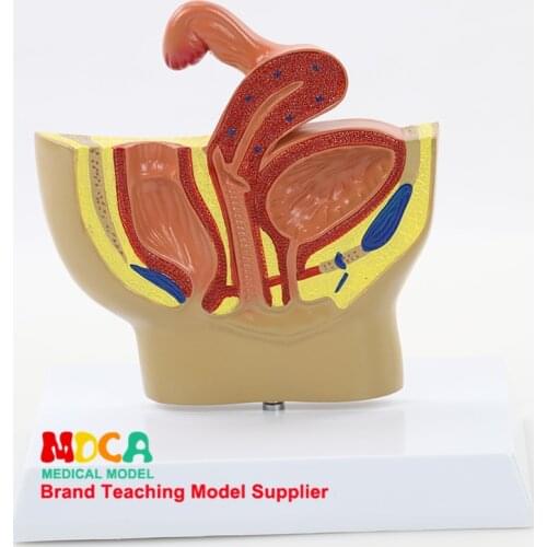 Pelvic Uterine, Prostate, Urinary and Reproductive System Medical Teaching MSZXT012 for Female Pelvic Model