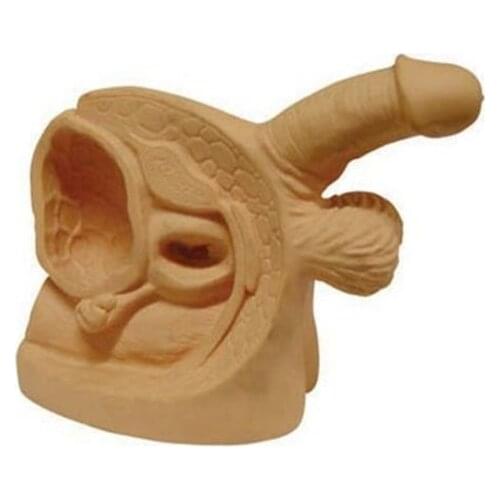 Advanced Male Internal & External Genital Organs For Teaching