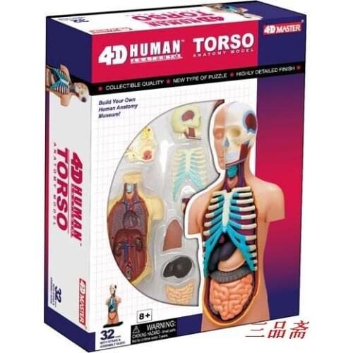 Child scienceToy Human Anatomy model Human torso Assembly Model Visceral Anatomical Model