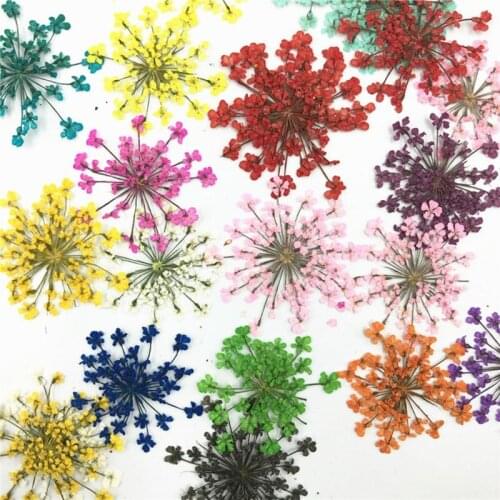 12pcs Dying Dried Flower Embossing DIY Handmade Glue To Make Mobile Phone Shell Plant Specimen Pressed Flower Material Embossed