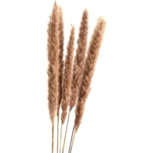 20 Pcs Dried Plants Pampas Grass Natural Phragmites Communis Wedding Flower Bunch Raw Color Home Decor