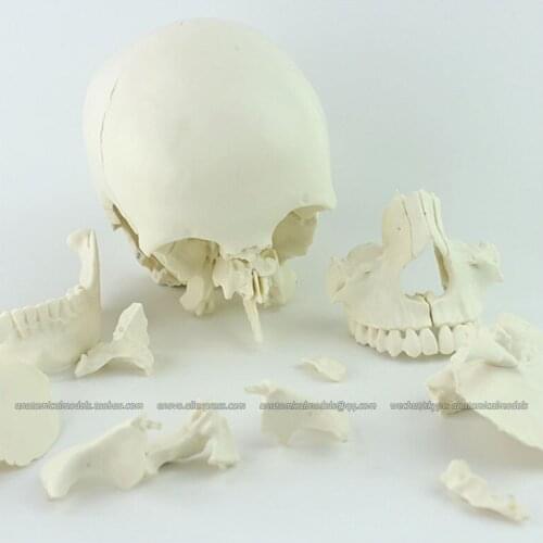 Adult skull model (color), X part 12393-1/12392