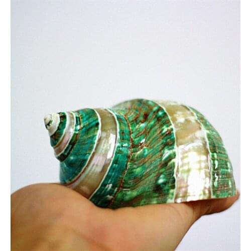 Natural shell conch coral peeled green snail Aquarium fish tank decoration specimen snail collection gift