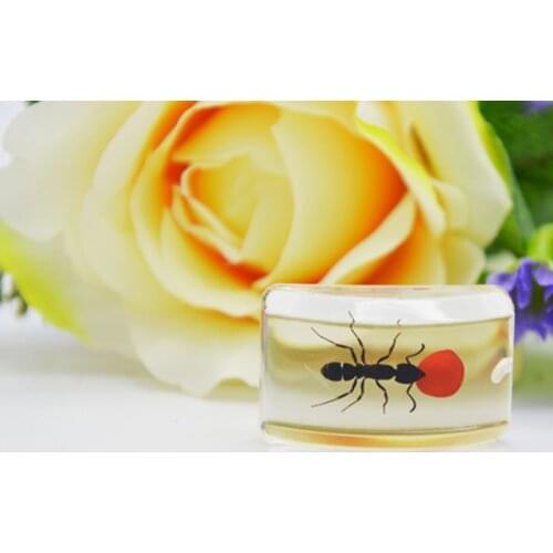 Beautiful Ant Specimens Ant Farm Accessories
