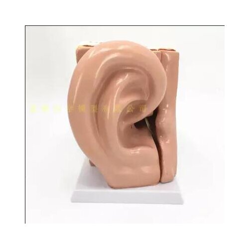 5 times magnification simulates human ear anatomy model 5 parts ear instrument amplifies ear position anatomy specimen