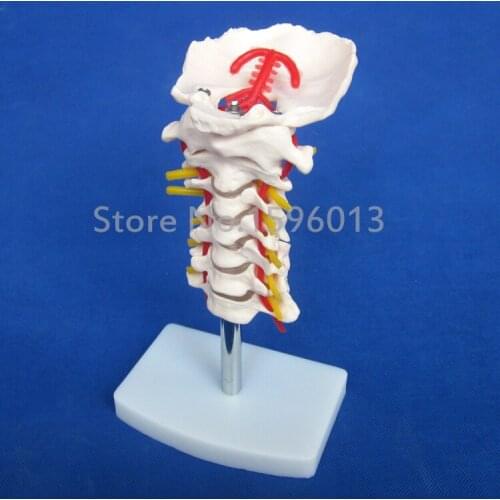 HOT Cervical Vertebral Column with Neck Artery Model, Cervical vertebral column model with carotid artery