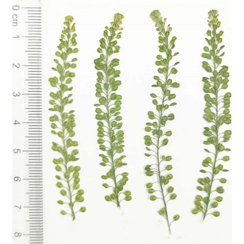 Original Color Leaves Dried Pressed Flowers DIY handmade material For Brooch Decoration 1 lot/100 Pcs Free Shipment