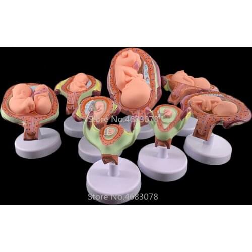 8 X Fetal model Anatomical Human Fetal Development Model - Baby Fetus Foetus Pregnancy Anatomy