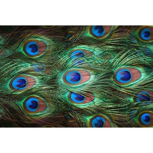 Custom wallpaper peacock feather close-up simple background wall size can be customized wallpaper mural 3d wallpaper wall for