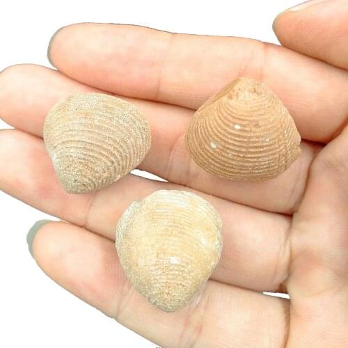 Natural Flower Clams Shell Fossil Marine Fossils Stone Devonian Period Home Decor Collect Marine Biology Teaching Specimen