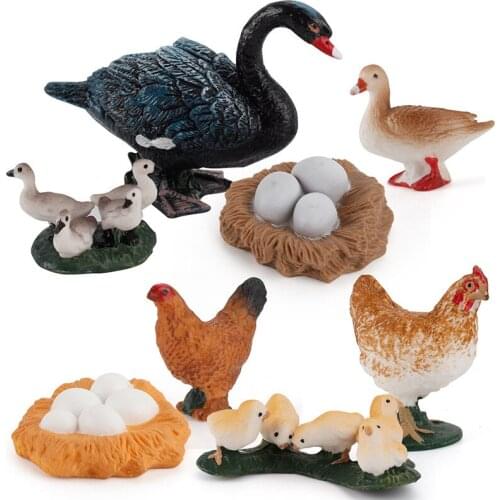 Cross-Border Simulation Poultry Animal Model Chicken Duck Goose Black Swan Generation Long-Cycle Childrens Science and Educatio