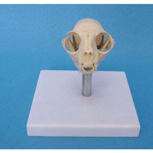 Cat Head Bone Skull Skeleton Model Cat Skull Anatomical Model Medical Science Teaching Veterinary Anatomy Animal Skeleton Model