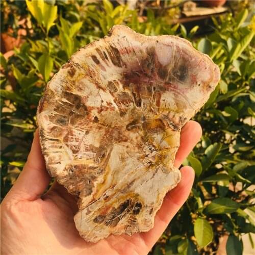 1pc rough Natural raw Shark tooth Mineral specimen remote antiquity crystal stone for decorative