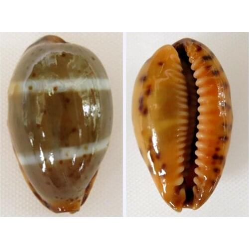 Rare 1pc Palmadusta lutea lutea natural conch shell collection specimen show