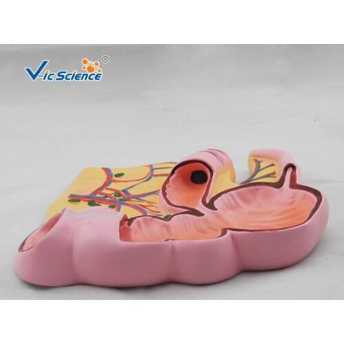 Education Advance Plastic appendix and cecum Anatomical model