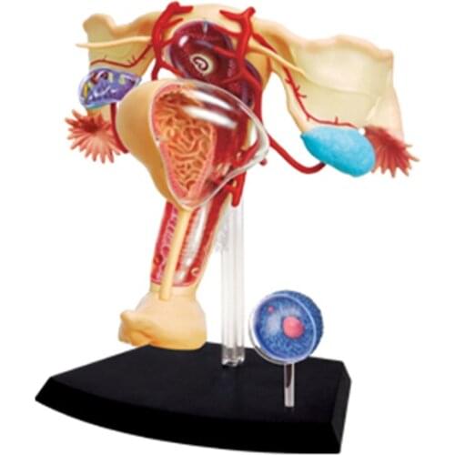 19 Parts 4d Female Reproductive System Master Puzzle Assembling Toy Human Body Organ Anatomical Model Medical Teaching Model