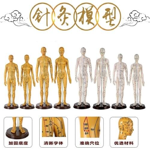 Coppery and white Soft acupuncture model Acupuncture and moxibustion on meridians and acupoints of human body male female
