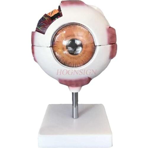 Eyeball model Eyeball magnification model Human eyeball structure Anatomy model display Teaching aids Medicine