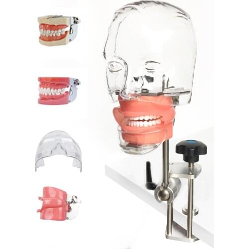 Dental simulator Nissin manikin phantom head model with bench mount for dentist student teaching tool