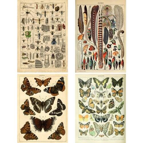 Palaeobios Plant Retro Posters Flower Animal Insect Butterfly Mushrooms Prints Wall Art Pictures Canvas Painting Home Decoration