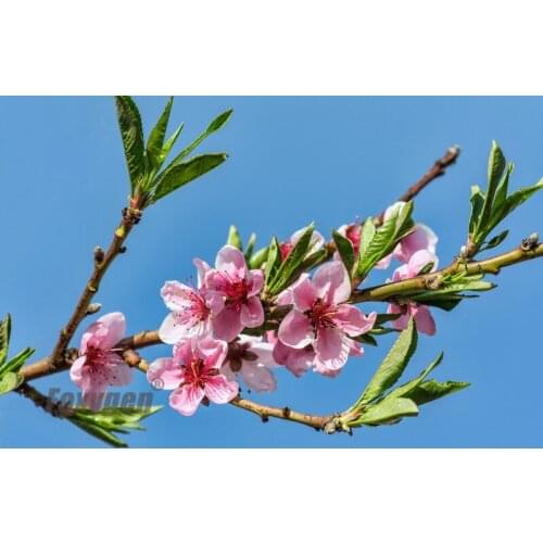 Suspended ceiling panels blue sky and peach blossom design for swimming pool