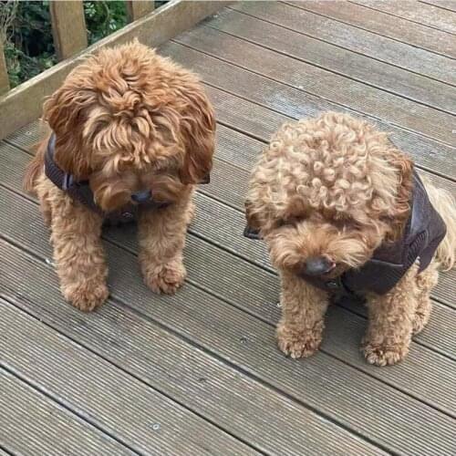 Fashion Pet Dog Jacket Coat Puppy Winter Warm Clothes For Small Medium Dogs Schnauzer Pug French Bulldog YKC25