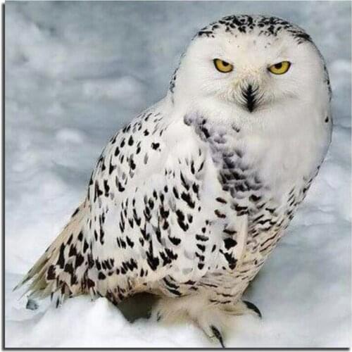 3D DIY Diamond Painting Owl 50x50cm Full Square Drill Diamond Embroidery Pictures Of Rhinestones Set New Needlework