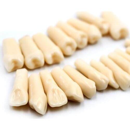 28pcs/bag Dental Simulation Teeth Tooth Grain Filling Training Practice Teeth Teaching Model Dental Lab Material For Dental Exam