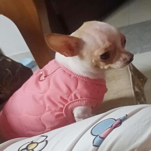 Pet Dog Vest Coat Jacket Winter Dog Clothes Yorkshire Terrier Pomeranian Poodle Pet Clothing Small Dog Costume Outfit Dropship