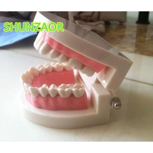 Standard Tooth Teaching Giant Dental Dentist Teeth Child Kidtraining model Extractions of Medical Education Educational Model