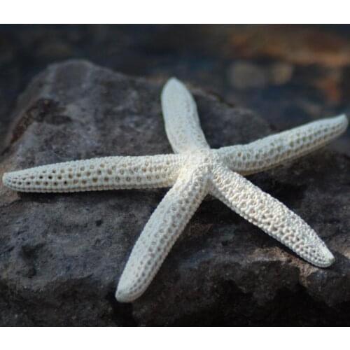 Home Decorstarfish 10-15cm White Naturaler Sea Star Wedding Decor seashells seafish party seastar crafts