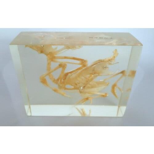 Pigeon Skeleton Embedded Specimen Resin Animal Bone Models Biological Anatomy Teaching Aids Resin Handicraft Toy