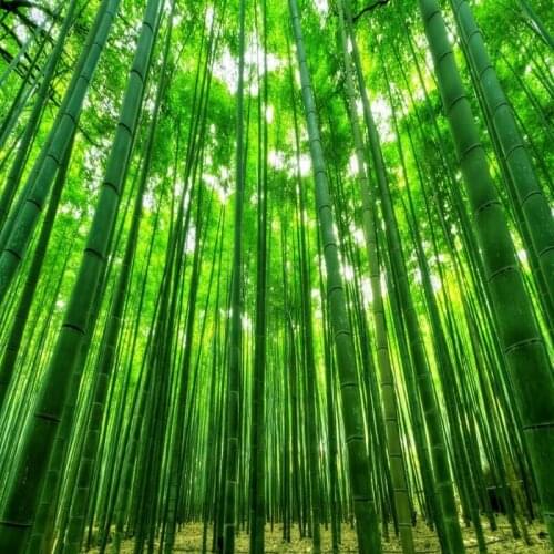 Dropship Colomac Green Wallpaper Atmospheric Bamboo Forest 3d Wallpaper Walls Decoration Mural Papel Tapiz Para Pared Moderno