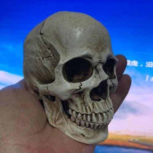 1:2 Simulation Skull Model Muscle Mini Sketch Art Test Art Academy Teaching Art Reference Skull Head Skull