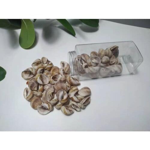 Natural green large conch fish tank beach decoration Product as shown