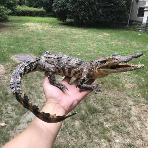 1Pcs Taxidermy Animal Collectables Small ornaments Decoration