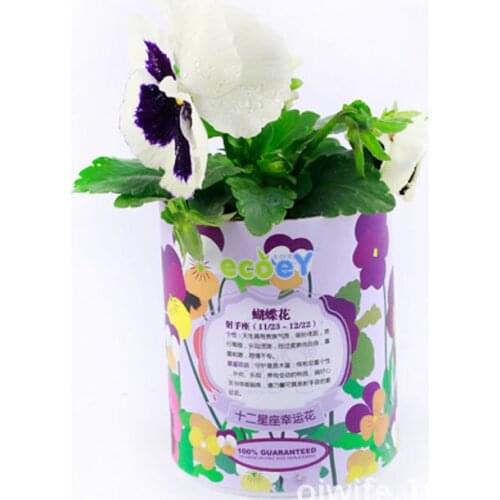 Hot spring Zodiac lucky flowers mini bonsai pot spring garden plant wholesale Creative