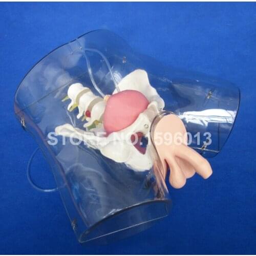 Transparent Male Catheterization Model,Urinary Catheterization Training Simulator