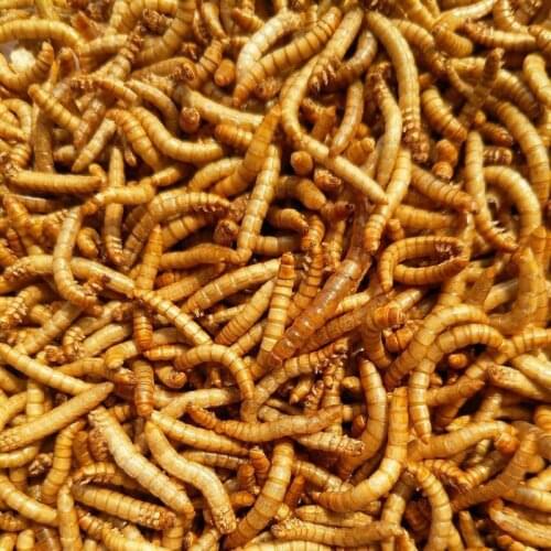 50-200g Freeze-dried Mealworm Ant Food Nutritious Protein Ant Farm Accessories Anthill Workshop Pet Hamster Fish Bird Snack