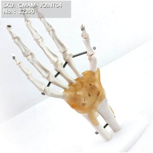 CMAM/12350 Hand joint, ligament, Medical Extremities Anatomical Human Model