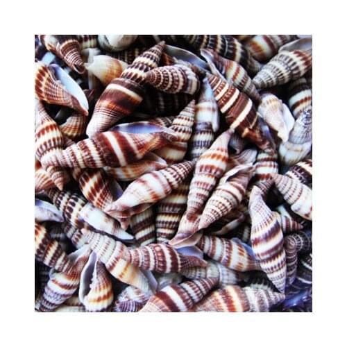 Natural small conch shells Dennison pen snails Hermit crab childrens toys Platform fish tanks Wedding gifts