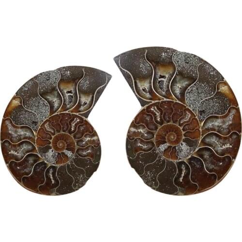 Natural Conch Snail Pendant Necklace Rough Stone DIY Ornaments Ammonite Slices Polished Split Conch Fossil Pendant For Women Men