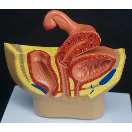 Female Pelvic Gynecological Model Urinary Reproductive System for Medical Science Teaching Resources