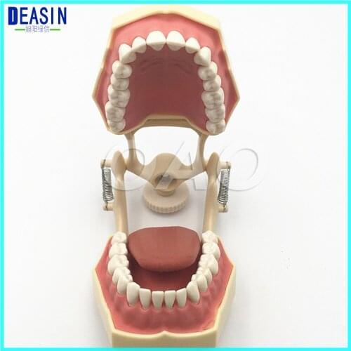 Good quality Dental Soft Gum Teeth Model with tougneTypodont w/ 32 Removable Teeth NISSIN 200 Compatible