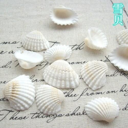 HappyKiss Natural shell diy tank aquarium yangtz decoration white shell sallei 2-3cm conch natural crafts