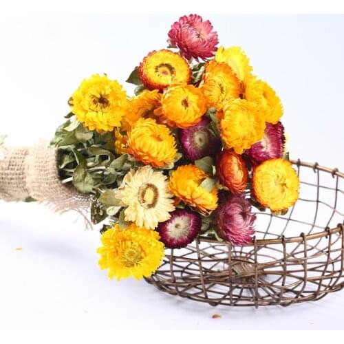 High Quality Natural Colorful Chrysanthemum Dried Flowers Balcony Dried Flowers Décoration Moderne Plant Decoration Home Wedding